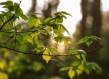 close up of branch and leaves in Lithuanian forest